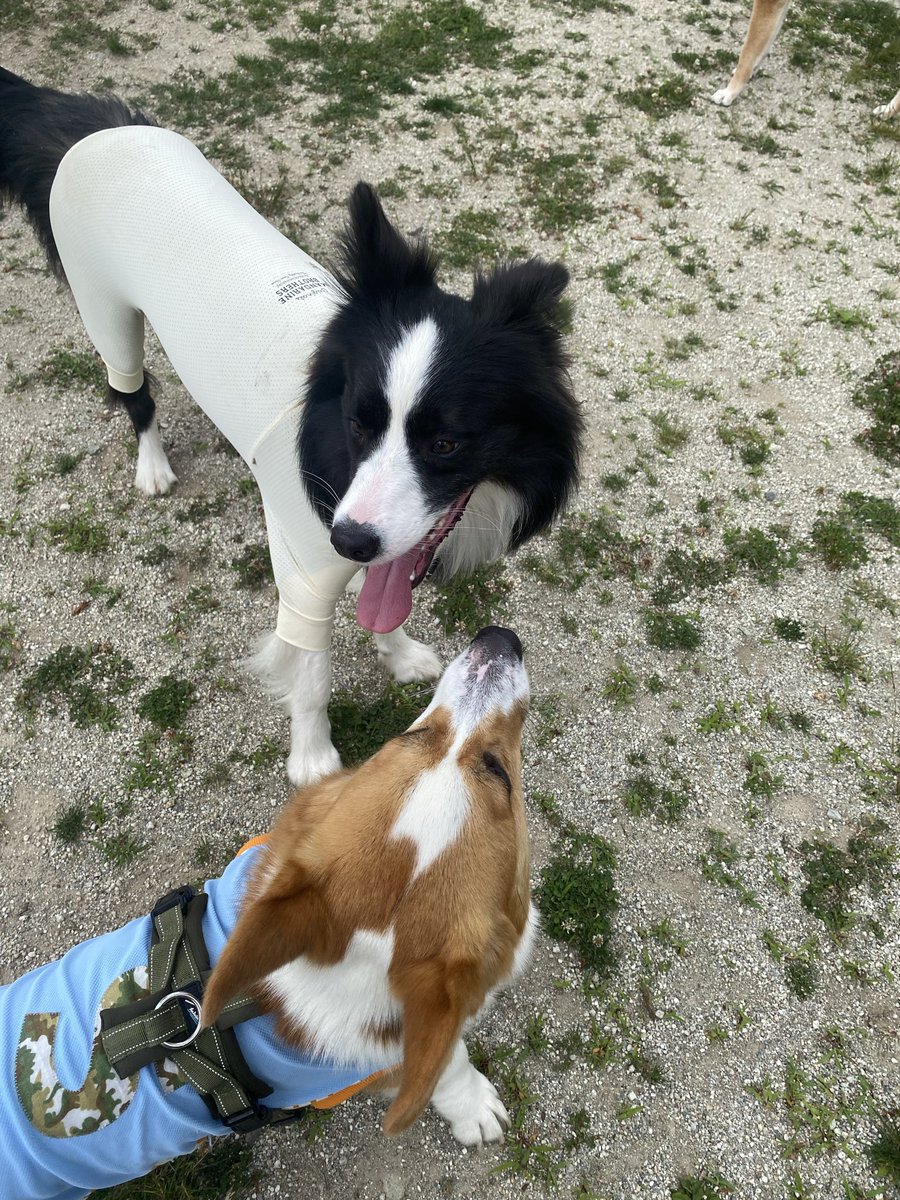 syrup218's tweet photo. 引き立て役になったコーギー
#ボーダーコリー　#corgi  #お名前失念　#遊んでくれてありがとう https://t.co/buYR0WAbVt