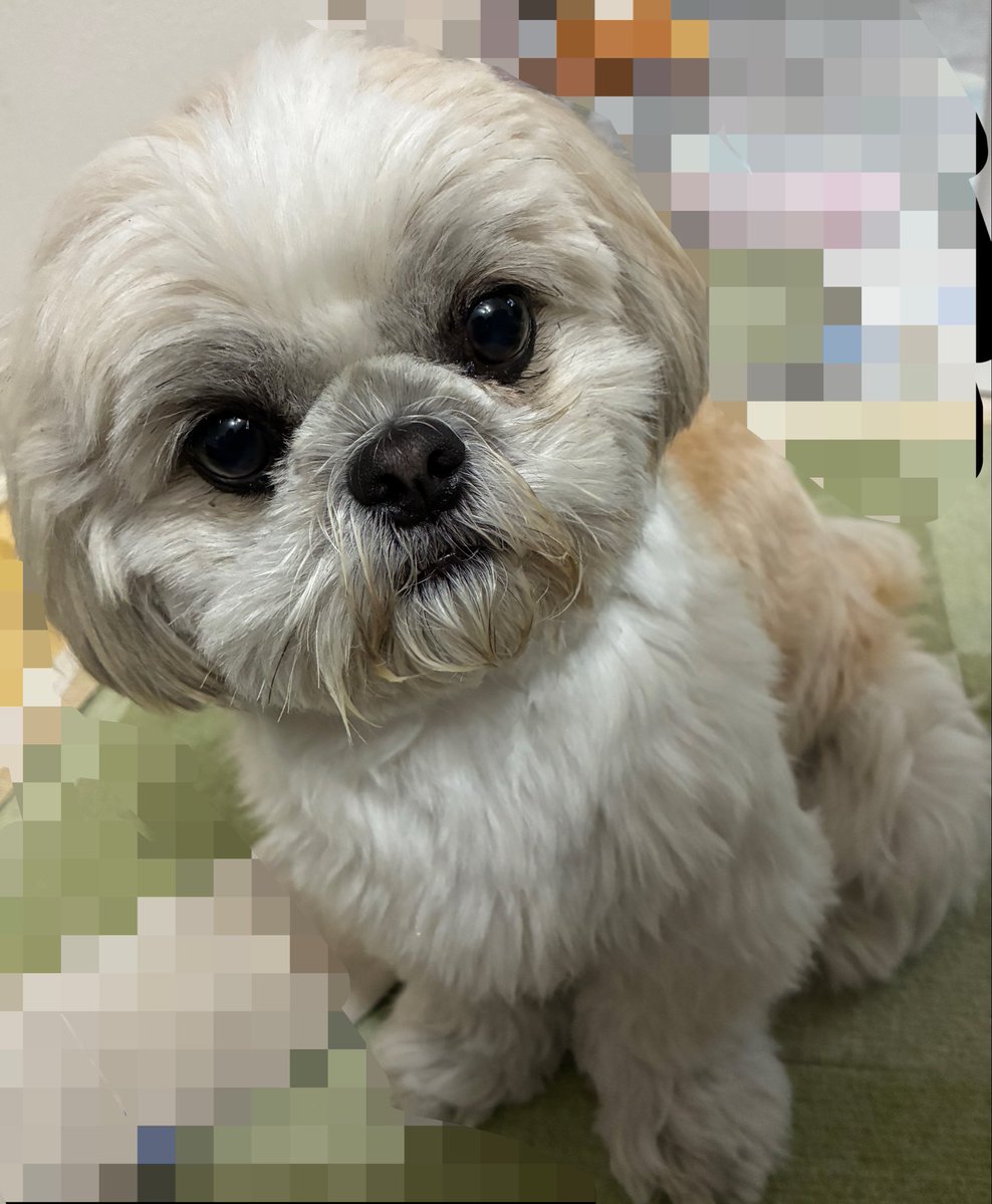 remoneko's tweet photo. 犯人はこちらです┌┤´д`├┐明日カットなので最高にもじゃです。 https://t.co/Fjjv5bykkz