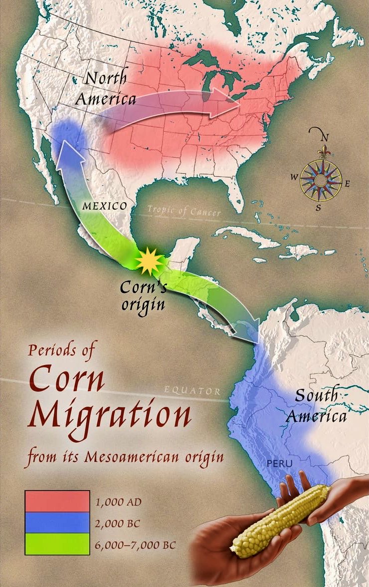 MoundLore's tweet photo. One of the most important inventions in ancient North America wasn't a tool, a weapon, or a monument. 

It was the ability to move food through time. The future was invented in a storage pit.

A maize 🧵 https://t.co/9wbnV0Um4B
