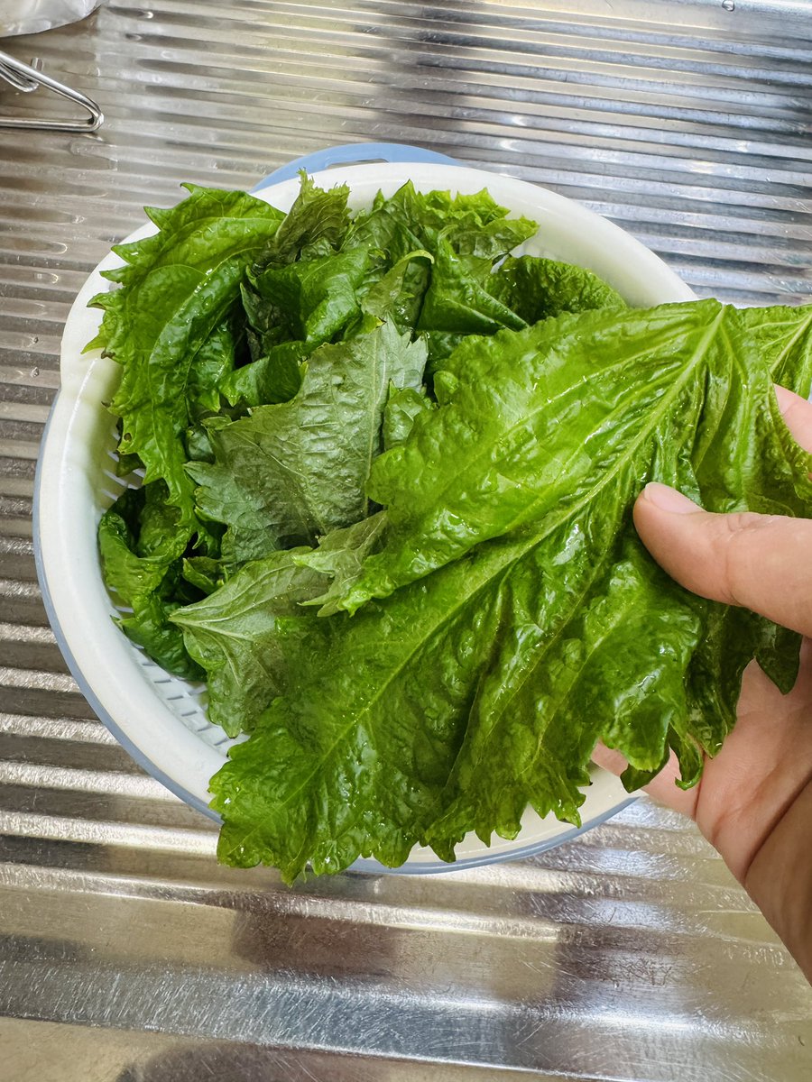 66forest's tweet photo. おはようございます。
実は我が家、青じそも育てています🌿

食べても食べても元気に育つ頼もしい存在😂
特大の葉っぱがたくさん採れたので、醤油漬けにしました。 https://t.co/XrCbQFaf9x