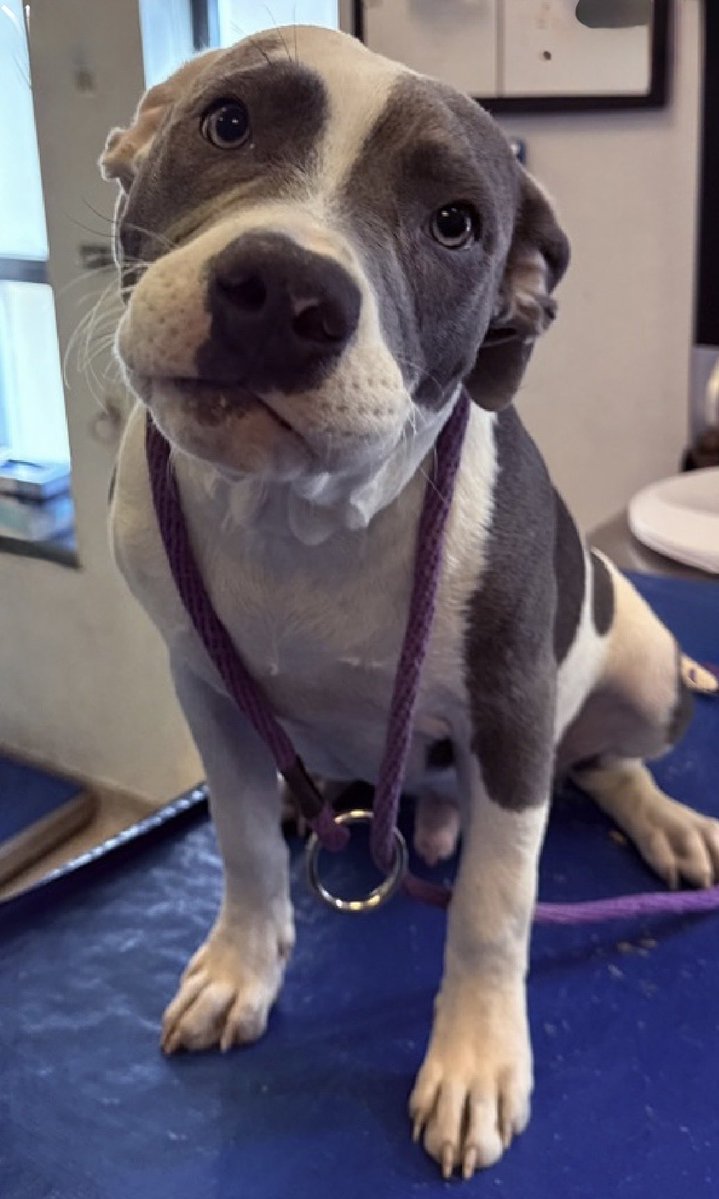 MoishesMom's tweet photo. 💞 🆕 Stray Pibble Puppy NYC 💞 

Charlie is an 8️⃣Month old puppy boy who arrived at the Manhattan Pound in the NYC as a stray 5️⃣ days ago….

He’s 4️⃣0️⃣ pounds 

Charlie’s Limited Bio ℹ 🔗 ⬇️

https://t.co/QgqqOAnM43

How can you ignore this passionate plea? DM @notthesameone2 to apply for this Beautiful Bereft boy 🙏🏻💞🙏🏻