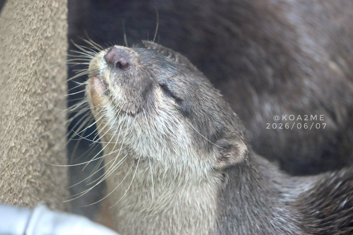 koa2me's tweet photo. かんたくん
#コツメカワウソ #otter #かみね動物園 https://t.co/JKfzwUiAgG