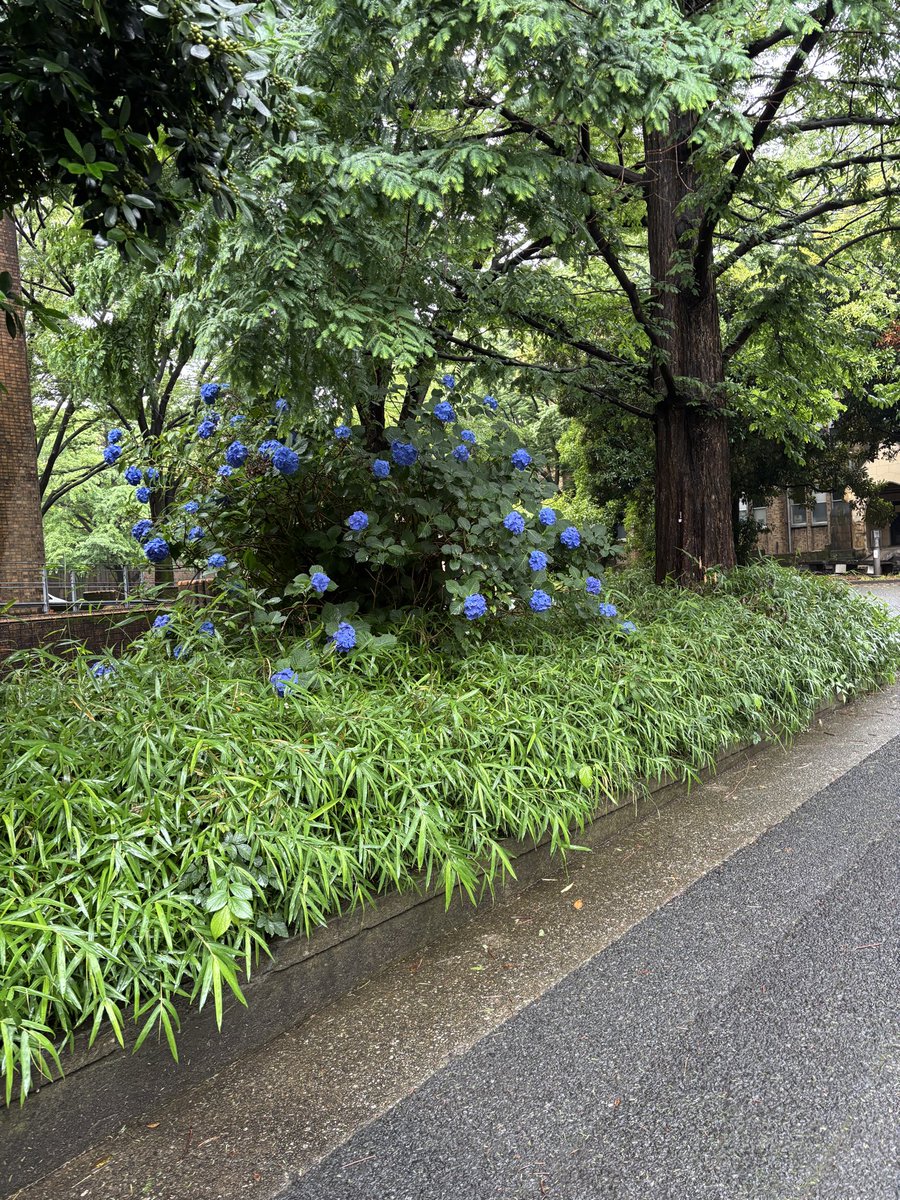 msrmz's tweet photo. #朝の散歩発見
梅雨だね。弥生キャンパス内にあじさいが咲いていた。 https://t.co/abftVJz2tp