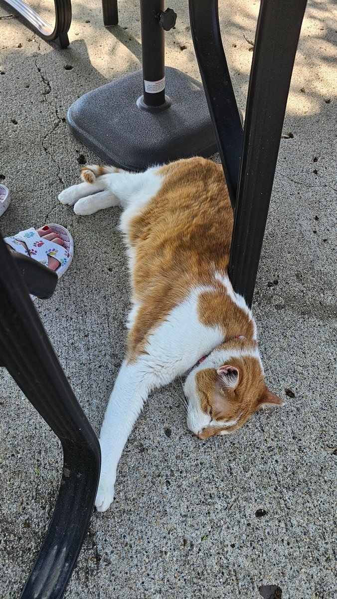 ColbyCat4's tweet photo. Lazy hot June day! Hanging wiff mommas in backyard. Ahhhhh! Loves me a nap! ❤️ https://t.co/eXVOsciUhB