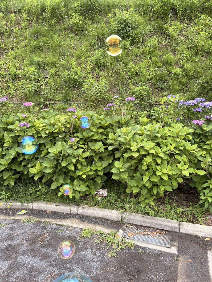 ChiiMimoto's tweet photo. おはようございます☀

昨晩考え事をして眠れなかったのに、起きたらほとんど覚えてない笑

関東も遂に梅雨入り

雨の日は何かと大変なこともあるけど
大切な恵みの雨✨✨

梅雨が明けたら
暑い暑い夏が待っている

ひんやりとした朝も
考え事が深まる夜も
この時期の贈り物

梅雨が明けるまでは潤いを纏って
今を楽しむとしましょうか☺️

紫陽花とシャボン玉🫧

今日も行ってらっしゃい！
お帰りなさい！
お疲れ様です！

2026.6.8