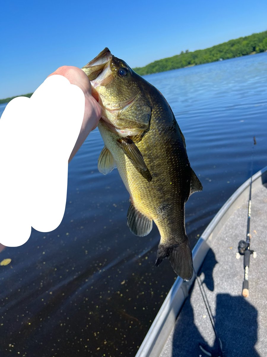 Fishing Groyper tweet media