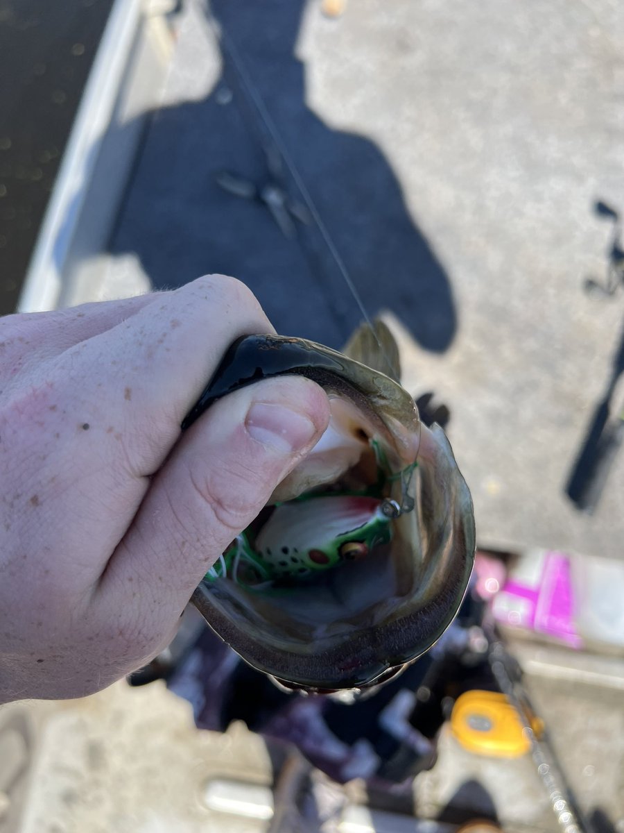 Fishing Groyper tweet media