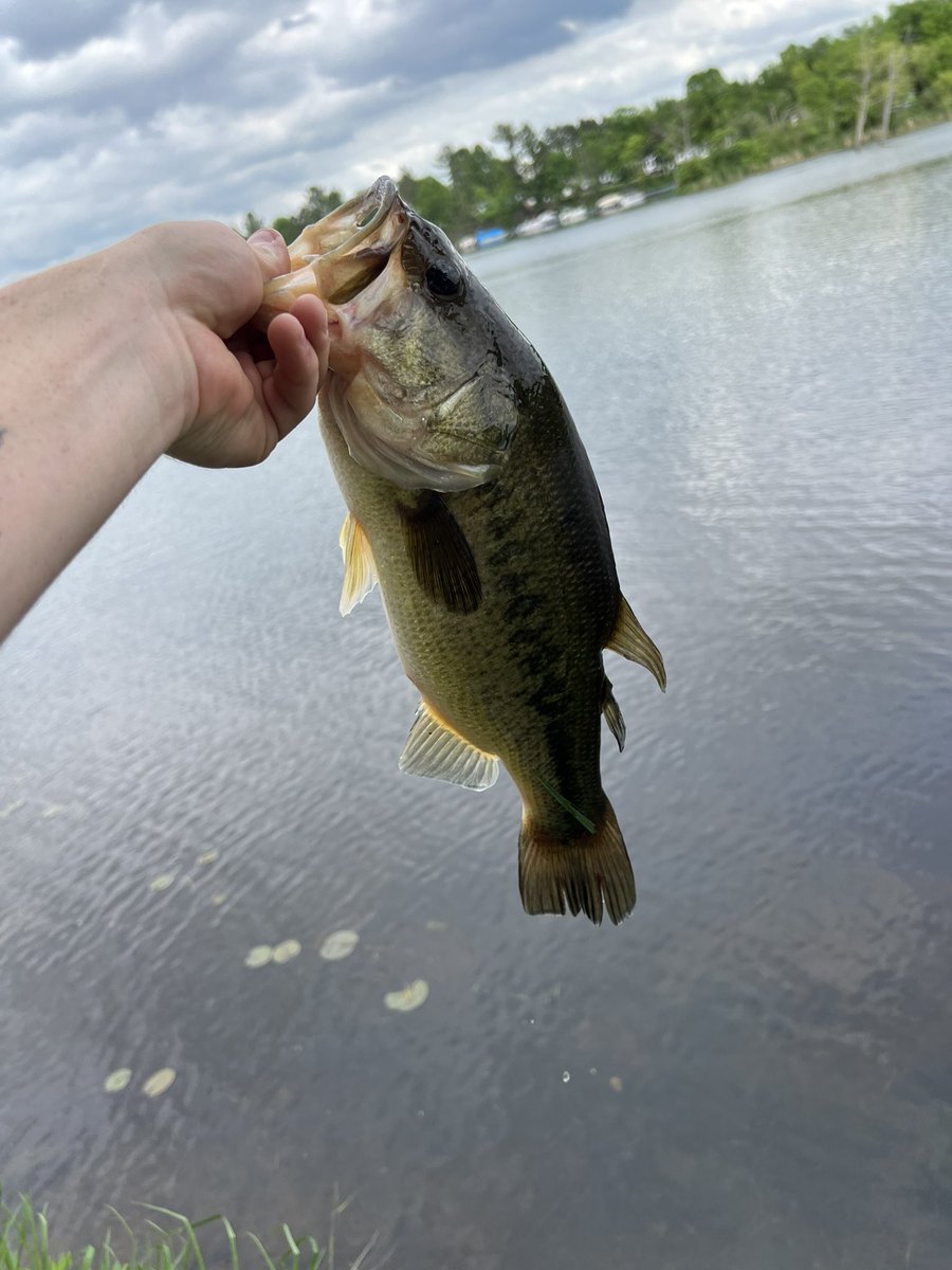 Fishing Groyper tweet media