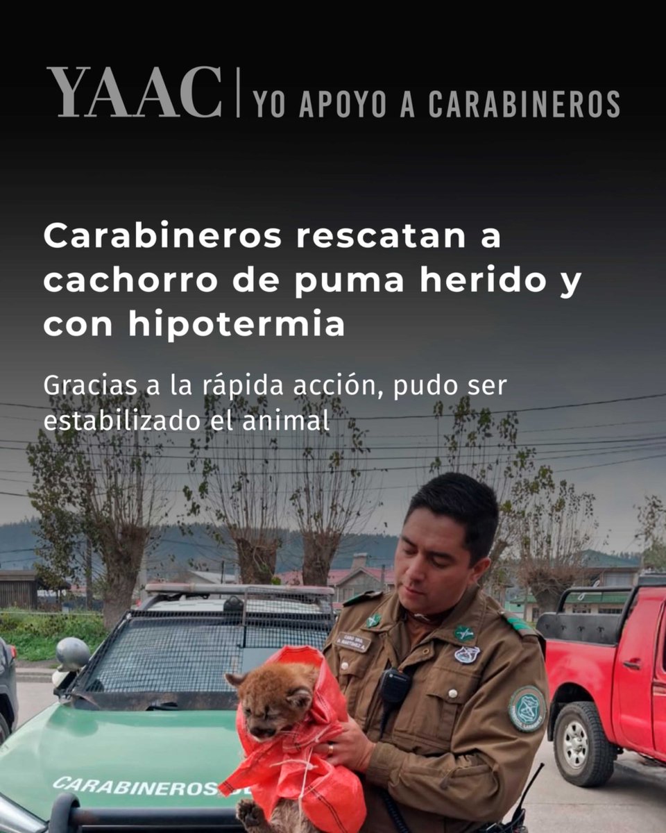 ChileYAAC's tweet photo. Gracias a su rápida intervención y al trabajo conjunto con especialistas veterinarios y el SAG, el ejemplar pudo ser estabilizado y trasladado a la Universidad de Concepción para continuar su recuperación.

Una muestra más del compromiso con la protección de nuestra fauna silvestre y el cuidado de la vida en todas sus formas. 💚🐾

#Seguridad #Carabineros #YAAC #YoApoyoACarabineros