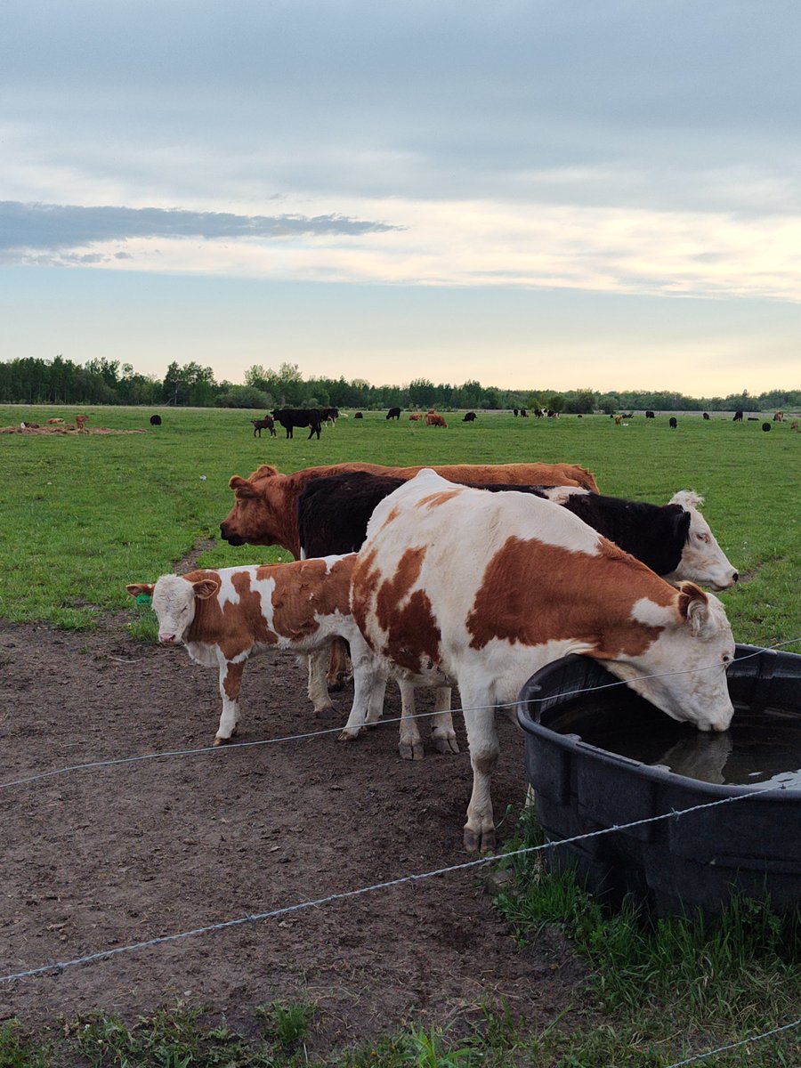 mnfarmgirl71's tweet photo. The first picture is mom at the tank with her mini me behind her. The second picture, mom is drinking at the tank and Holstein looking calf is hers. 🤷🏼♀️. #beef #northernminnesota #simmental https://t.co/t0qWsAeUSd