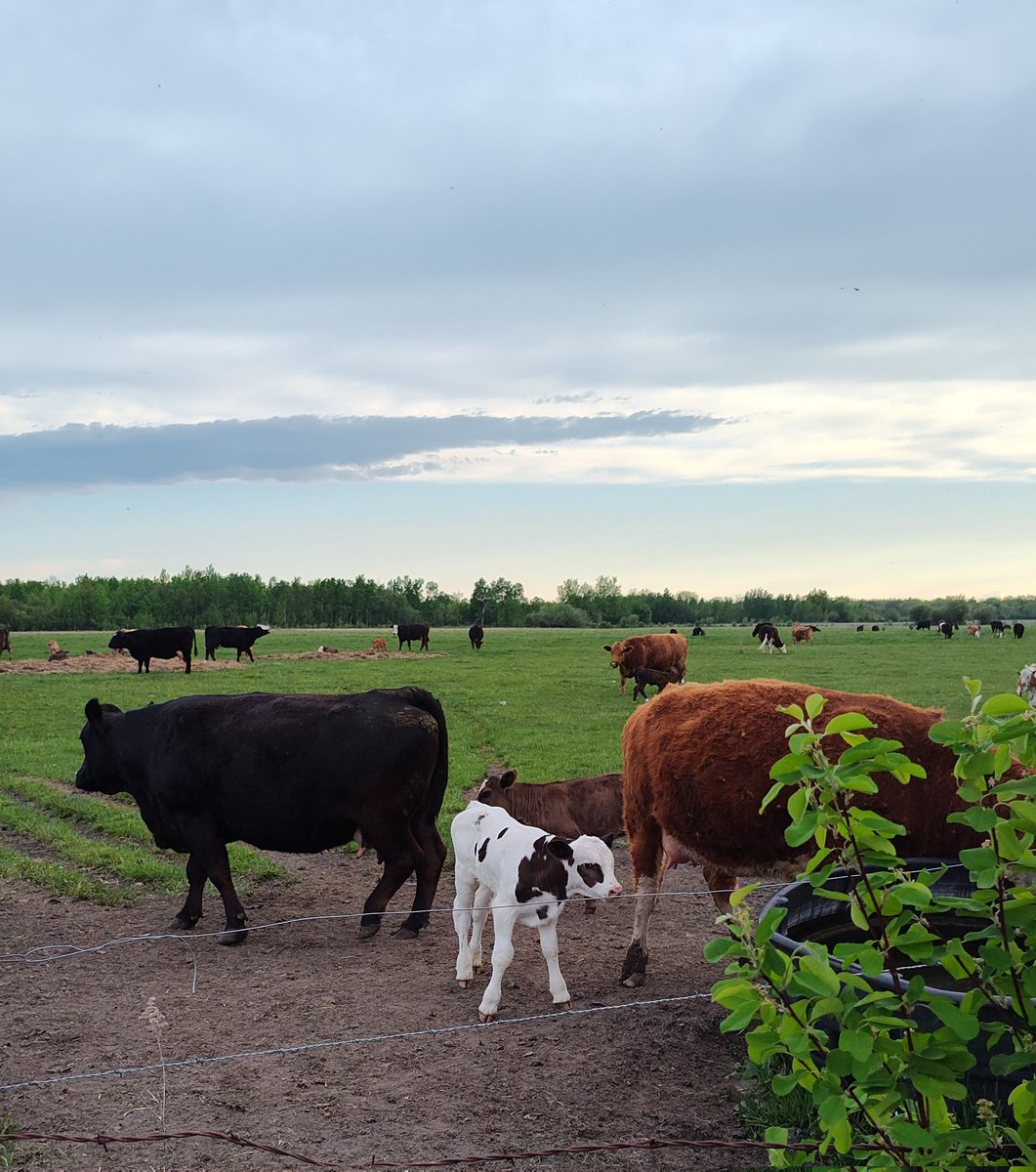 mnfarmgirl71's tweet photo. The first picture is mom at the tank with her mini me behind her. The second picture, mom is drinking at the tank and Holstein looking calf is hers. 🤷🏼♀️. #beef #northernminnesota #simmental https://t.co/t0qWsAeUSd
