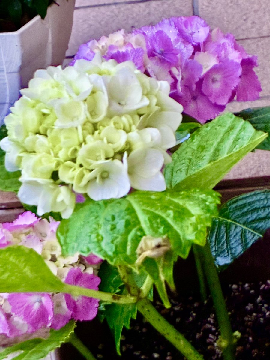 ten1ryu9k3539's tweet photo. ⭐️雨上がりの紫陽花とカエル

おはようございます。
昨日から降り続いていた雨もあがりました。

玄関先の紫陽花にカエル…。

雨上がりの紫陽花とカエルは絵になりますね…。

南天の花も咲き始め、植物たちがイキイキとする季節がやって来ました❣️

我が家の縁側では、怪獣1号くんが捕まえて来たイモリが今朝もケケケと歌っています…😜
＃家庭連合の日常
＃夫婦のチカラ
＃雨上がりの紫陽花とカエル