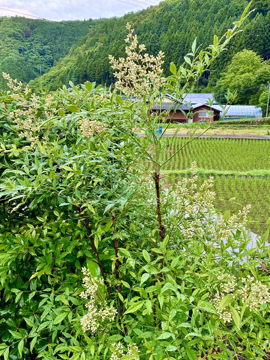 ten1ryu9k3539's tweet photo. ⭐️雨上がりの紫陽花とカエル

おはようございます。
昨日から降り続いていた雨もあがりました。

玄関先の紫陽花にカエル…。

雨上がりの紫陽花とカエルは絵になりますね…。

南天の花も咲き始め、植物たちがイキイキとする季節がやって来ました❣️

我が家の縁側では、怪獣1号くんが捕まえて来たイモリが今朝もケケケと歌っています…😜
＃家庭連合の日常
＃夫婦のチカラ
＃雨上がりの紫陽花とカエル
