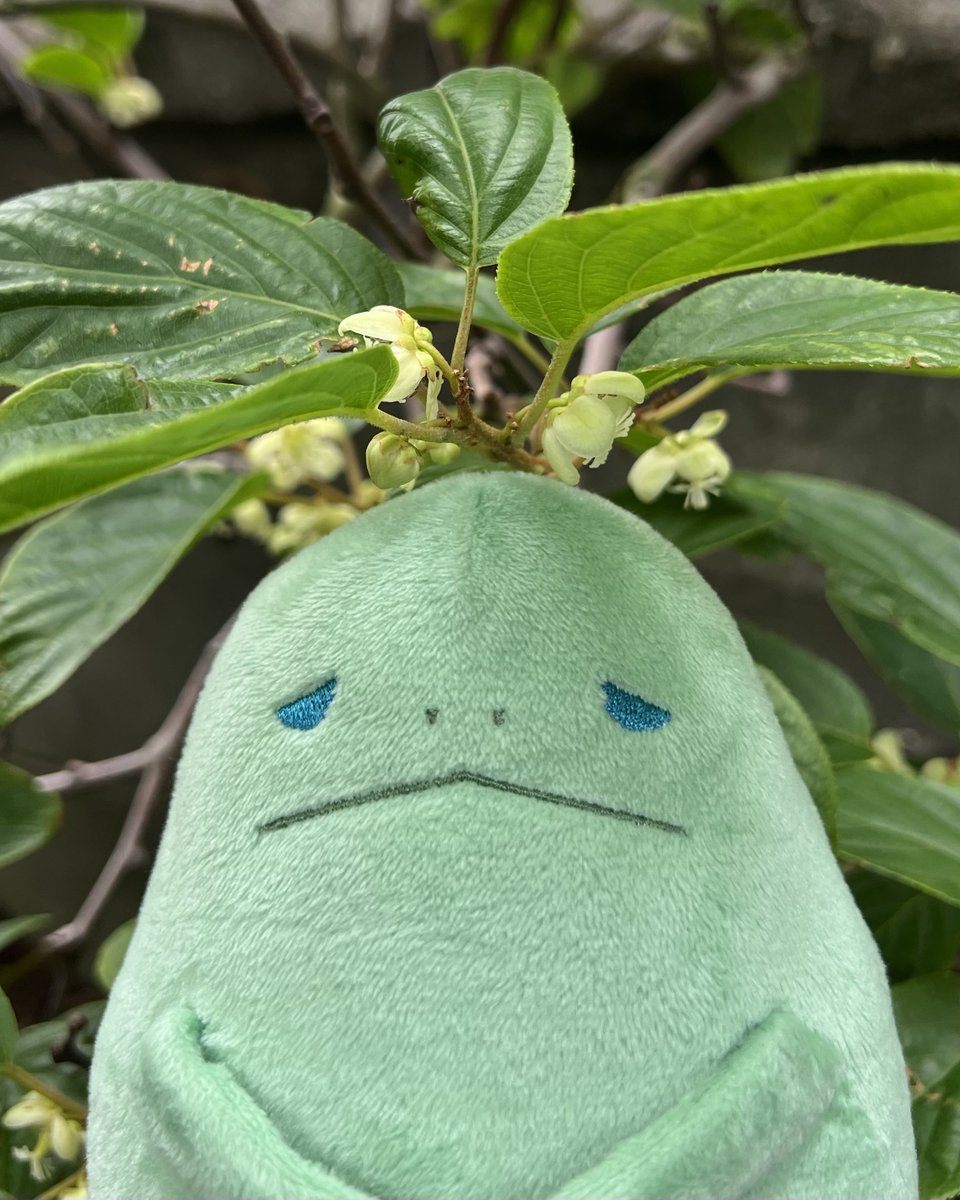 funisuke593's tweet photo. しろいくだもののおはな
#ふにすけ
#ぬい撮り
#ぬいぐるみの時間 https://t.co/PrrSSQPfvG
