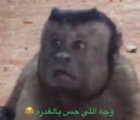 ryrr501's tweet photo. اديب : https://t.co/vmWy47MQrP