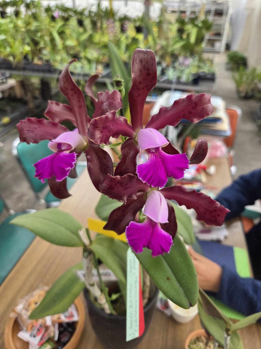 tkhs762ul's tweet photo. 昨日田口さんのところで咲いてるの見せて貰ったC. Mareeba Tiger
(schilleriana × tigrina var. leopoldii)
うちにあるやつとは親が違うからか全く異なる花
一輪がデカくて見応えがある
香りも優しい系(うちのは強烈な粉っぽい化粧臭) https://t.co/Udxid10iCC