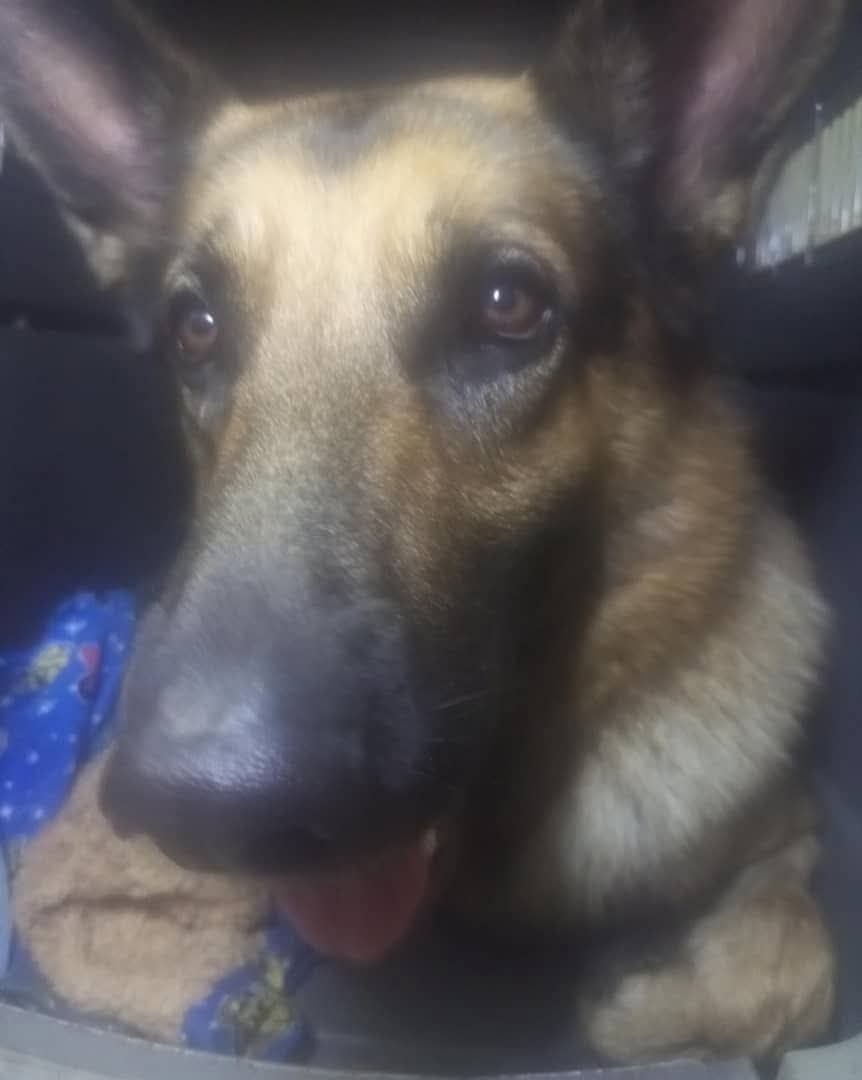 MagnoNemes63235's tweet photo. 🐶🐶🐶 DIFUNDAN 
Un perro de raza Pastor Alemán,desorientado fue rescatado en la autopista Francisco Fajardo a la altura de la entrada del Paraíso, en Caracas 
Se presume está extraviado.
Cualquier novedad en que aparezcan sus dueños,este sería el número de contacto: 0414-2423646 https://t.co/v7XOz862rA