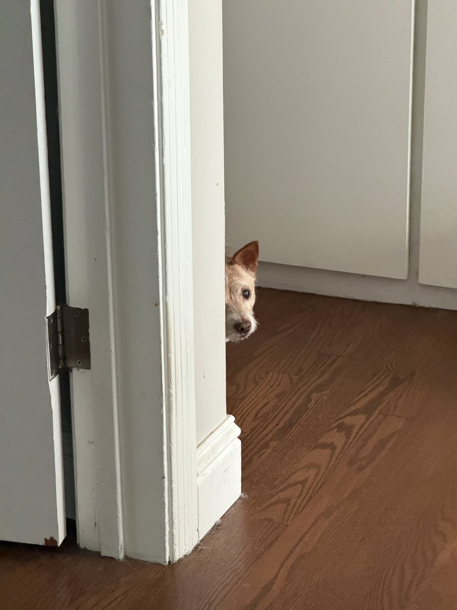 NancyAllen_77's tweet photo. @svershbow Pippi spent hours in the bathroom last night hiding from a fly. https://t.co/8dYIH8PxfC