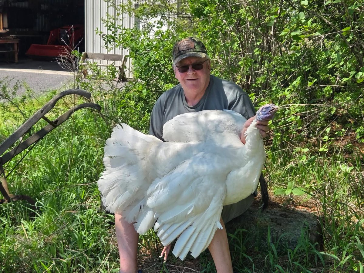 SPORTSMANchnl's tweet photo. HUGE CONGRATS, JEFF LADD!

Four years of grit, patience, and chasing a once-in-a-lifetime dream—finally paid off. A bird he first laid eyes on as a chick, … and now a legendary 4-bearded giant to tell the story.🦃🔥

📸Wisconsin Gobbler Stoppers https://t.co/VRGiunyFK3