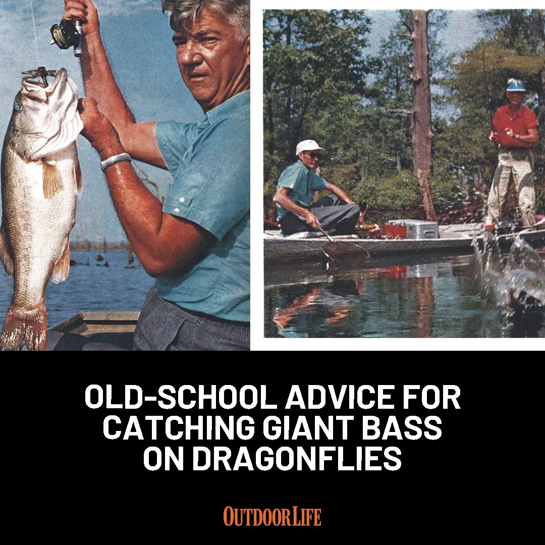 outdoorlife's tweet photo. If you're not catching bass on dragonflies, it's because you're fishing them wrong. Here's how to fish it right: https://t.co/beMUwpy226 https://t.co/mlZxvvzDCk