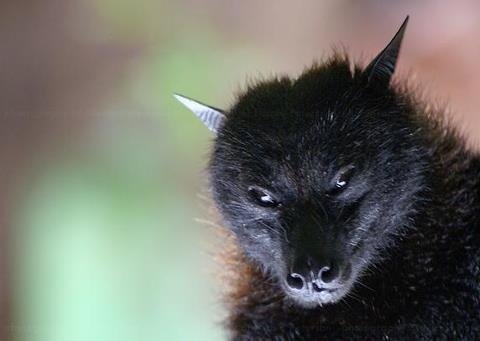 batincrisis's tweet photo. Felt cute, might delete later 🦇😍 https://t.co/97ctL6ptwu