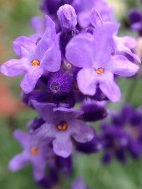 perfumer1208's tweet photo. 調香師(パフューマー)

一刻一刻の
かけがえのなさ...

一瞬一瞬を
いとしみながら...

ラベンダーは特別な花なのです

#森田洋子 #ハーブ #ラベンダー https://t.co/YxEAUQDTFk