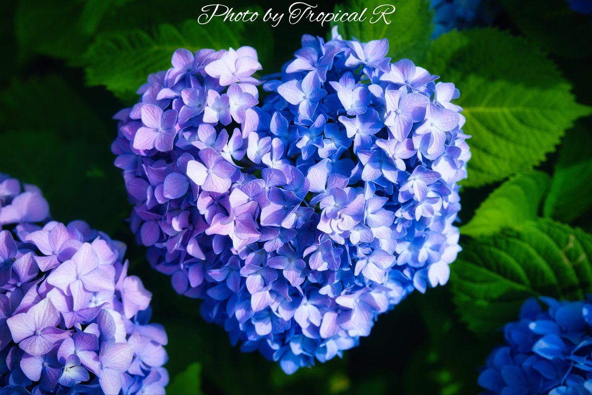 雨の季節がくれた、小さな贈り物。 ハート型の紫陽花💙 α7RV ＋ FE 70