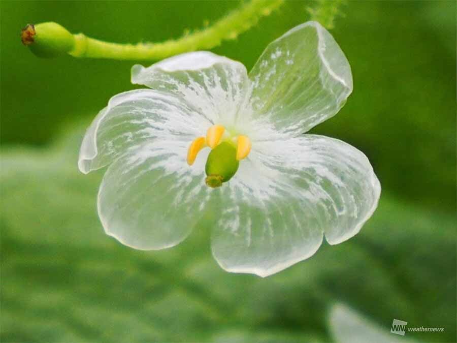 wni_jp's tweet photo. 【✨透明な花】
初夏から梅雨の季節を代表する花といえばアジサイが代表的ですが、同時期に咲く「サンカヨウ（山荷葉）」をご存知でしょうか。
雨水などの水分を含むと花びらが透明に見えるという幻想的な特徴があります。
サンカヨウについて詳しく教えてもらいました。
https://t.co/BUo9tjUQ0R https://t.co/wp5B33lmXX