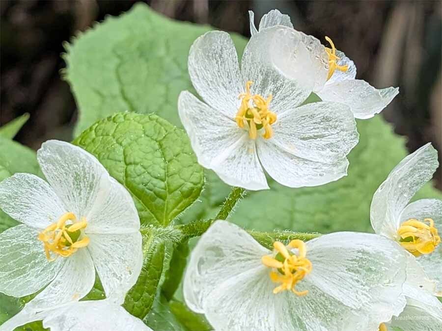 wni_jp's tweet photo. 【✨透明な花】
初夏から梅雨の季節を代表する花といえばアジサイが代表的ですが、同時期に咲く「サンカヨウ（山荷葉）」をご存知でしょうか。
雨水などの水分を含むと花びらが透明に見えるという幻想的な特徴があります。
サンカヨウについて詳しく教えてもらいました。
https://t.co/BUo9tjUQ0R https://t.co/wp5B33lmXX