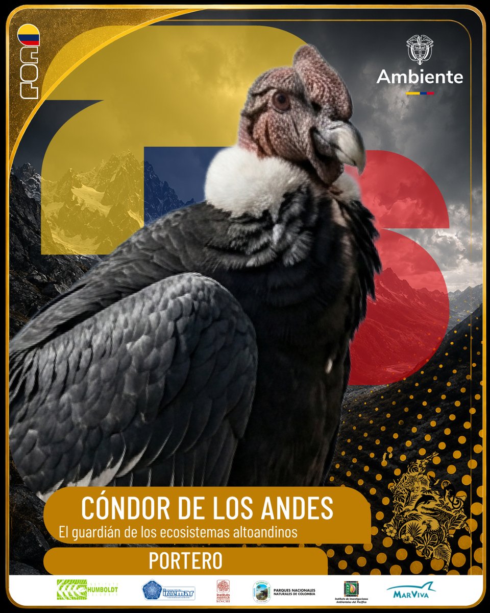 MinAmbienteCo's tweet photo. ¡Álbum de la Biodiversidad Colombiana!

🦅 🇨🇴 Cóndor de los Andes
El guardián de las alturas.

Este crack surca los cielos andinos y cumple una función fundamental para la salud de los ecosistemas al ayudar a limpiar la naturaleza de forma natural, evitando la propagación de enfermedades.

Su rival más complejo: la pérdida de hábitat, el envenenamiento de fauna silvestre y la disminución de sus poblaciones.

💛💙❤️ Porque hay tesoros que nacieron para volar, no para desaparecer.