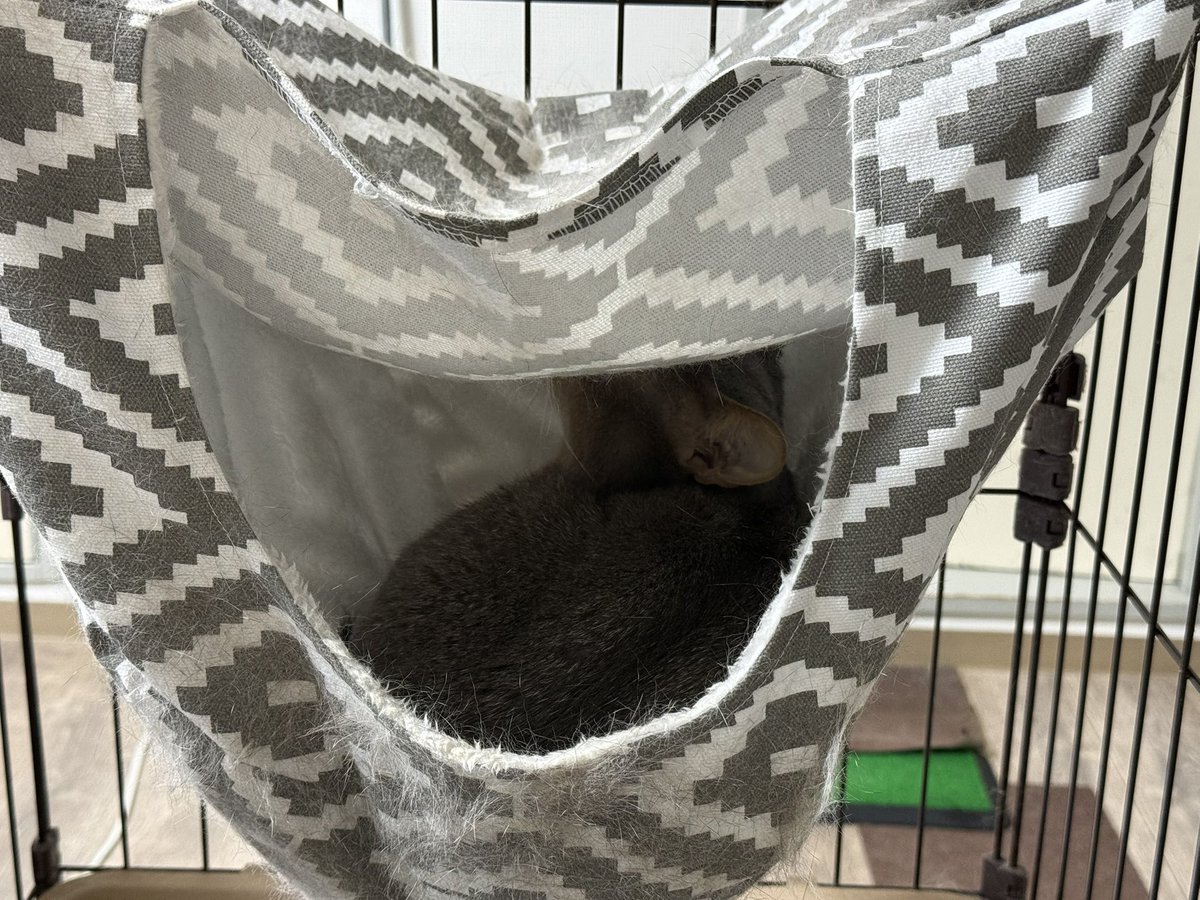 SOFTBALLINFO22's tweet photo. 2ヶ月位前に獣医師監修の2WAYハンモックを買ったけど、ようやく本日、中に入りました…😊

普通の猫は箱の中とか小さい隙間とか大好きだけど、ミルトは全く近寄らない…😅
警戒心の強い子なので中々入らないだろうとは思ってたけど…もう入らないだろうなと諦めた頃に入った…😊

#ミルトくん
#アビシニアン