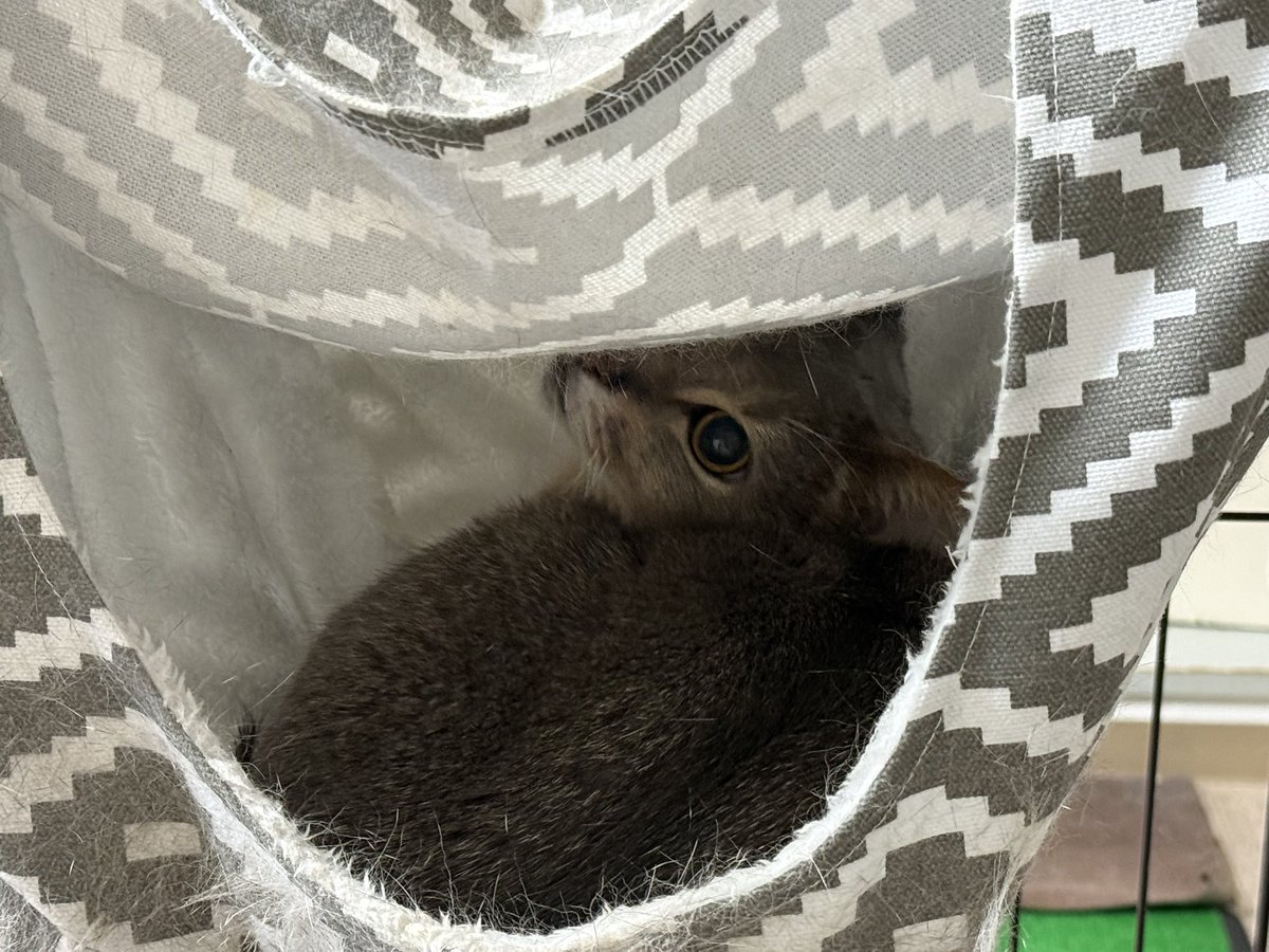 SOFTBALLINFO22's tweet photo. 2ヶ月位前に獣医師監修の2WAYハンモックを買ったけど、ようやく本日、中に入りました…😊

普通の猫は箱の中とか小さい隙間とか大好きだけど、ミルトは全く近寄らない…😅
警戒心の強い子なので中々入らないだろうとは思ってたけど…もう入らないだろうなと諦めた頃に入った…😊

#ミルトくん
#アビシニアン