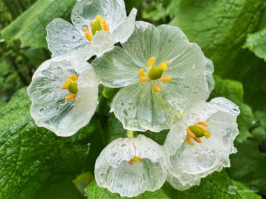 wni_jp's tweet photo. 【✨透明な花】
初夏から梅雨の季節を代表する花といえばアジサイが代表的ですが、同時期に咲く「サンカヨウ（山荷葉）」をご存知でしょうか。
雨水などの水分を含むと花びらが透明に見えるという幻想的な特徴があります。
サンカヨウについて詳しく教えてもらいました。
https://t.co/BUo9tjUQ0R https://t.co/wp5B33lmXX