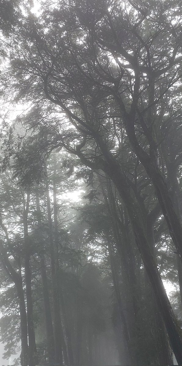 cloboprotti's tweet photo. Ha estado un poquito nublada y lluviosa la tarde al norte de Heredia. ☕️ https://t.co/ItTk5HlsZM
