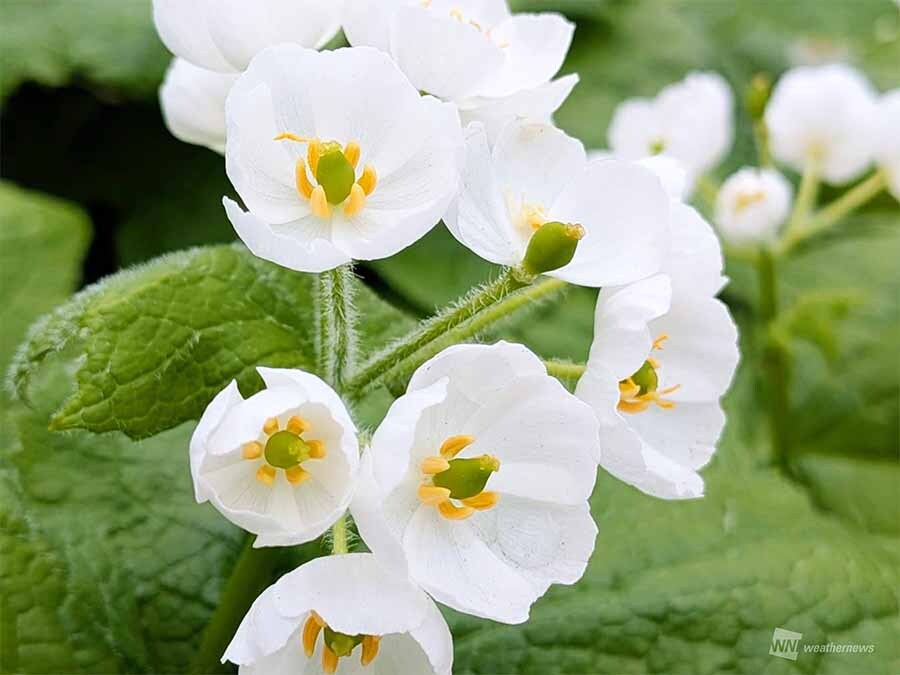 wni_jp's tweet photo. 【✨透明な花】
初夏から梅雨の季節を代表する花といえばアジサイが代表的ですが、同時期に咲く「サンカヨウ（山荷葉）」をご存知でしょうか。
雨水などの水分を含むと花びらが透明に見えるという幻想的な特徴があります。
サンカヨウについて詳しく教えてもらいました。
https://t.co/BUo9tjUQ0R https://t.co/wp5B33lmXX