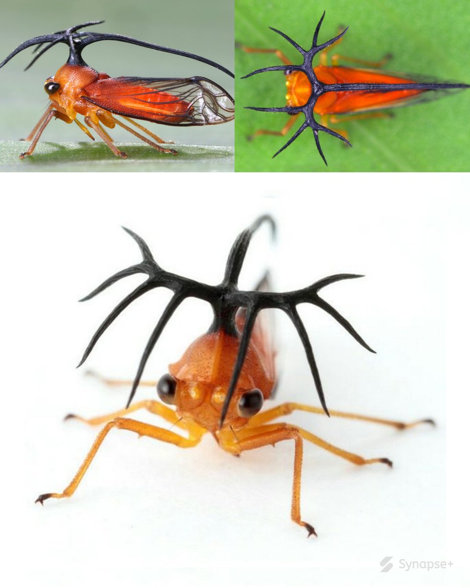 SynapsePlus's tweet photo. 🪲 NATURE / Le Umbelligerus woldai est un insecte discret du Costa Rica qui a développé une stratégie de défense aussi simple qu’efficace. 

Ce petit hémiptère vit sur les plantes et semble littéralement “garder ses distances”. Grâce à une structure dorsale étonnante, il crée une sorte de barrière naturelle entre lui et ses prédateurs. Résultat : attaquer devient plus compliqué, voire dissuasif.

Mais ce n’est pas un cas isolé.

Dans le monde des insectes, certains vont encore plus loin :

Certaines espèces imitent parfaitement des épines ou des déjections pour passer inaperçues

 D’autres projettent des substances chimiques brûlantes (comme le scarabée bombardier)

D'autre encore se déguisent en serpents en gonflant leur corps pour effrayer leurs ennemis

Ce qui est fascinant, c’est que ces stratégies ne sont pas “réfléchies” : elles sont le résultat de millions d’années d'évolution.