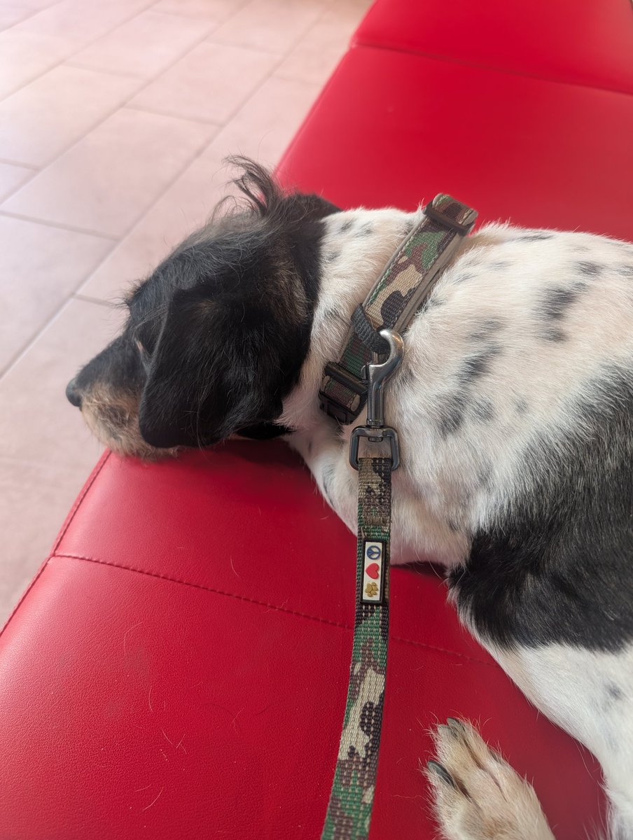 4thOfJuly365's tweet photo. Prayers for this little guy. He's not feeling good. https://t.co/7ynSc3S8ZT