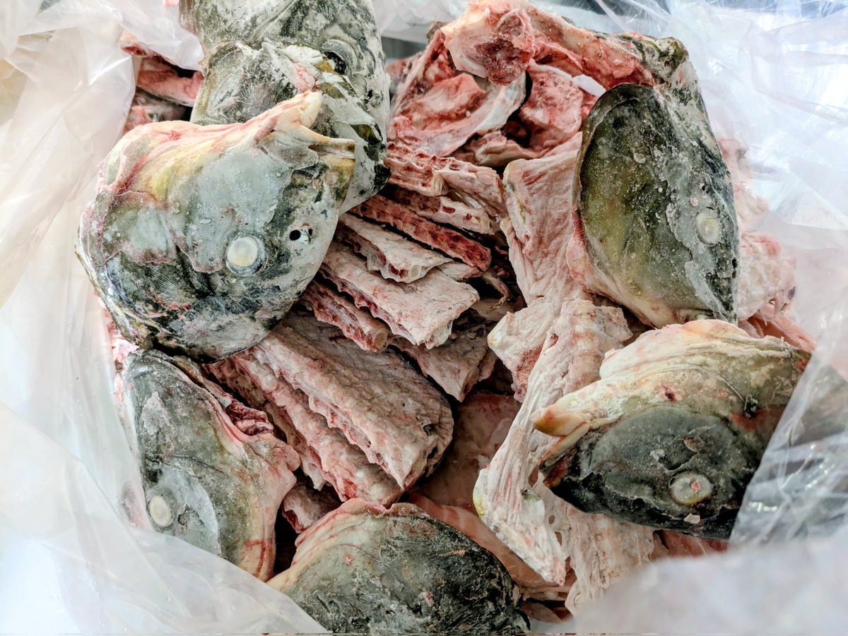 mendoda_'s tweet photo. 麺藤田つけ麺の魚介部分は
高橋鯉屋の鯉
長井の米と酒粕で育つこと3年
濃紺の鎧に桜色の身
「宵桜®」のアラを
使用しております

アラは48時間熟成後(旨味凝縮)
−40℃ショックフリーザー
今回は歯までわざわざ抜去したという、もはや変態の域を超えた
鯉アラ

臭みがなく脂のりが
凄まじい鯉です✨😊 https://t.co/LPTTp0t7fm