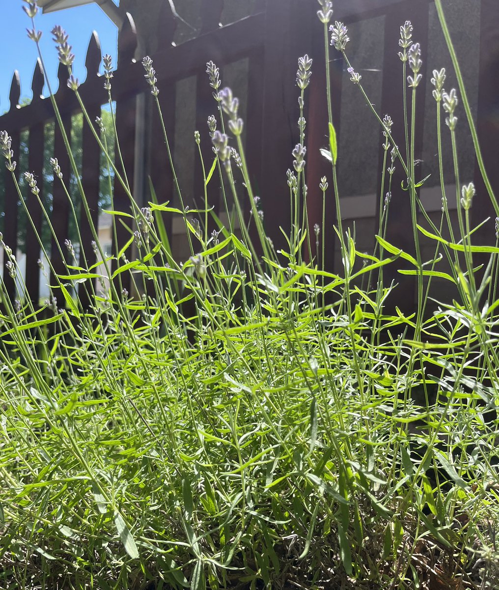 10MinDQ's tweet photo. #SundayThings
Planting, pruning, weeding. The lavender is blooming. Welcome to the family Lucy… hope you love your corner spot in the sun. 🧡
Walk to the pantry for donation and to pick up just a bit of trash. That was a nice surprise. https://t.co/pMtqQdXGVz