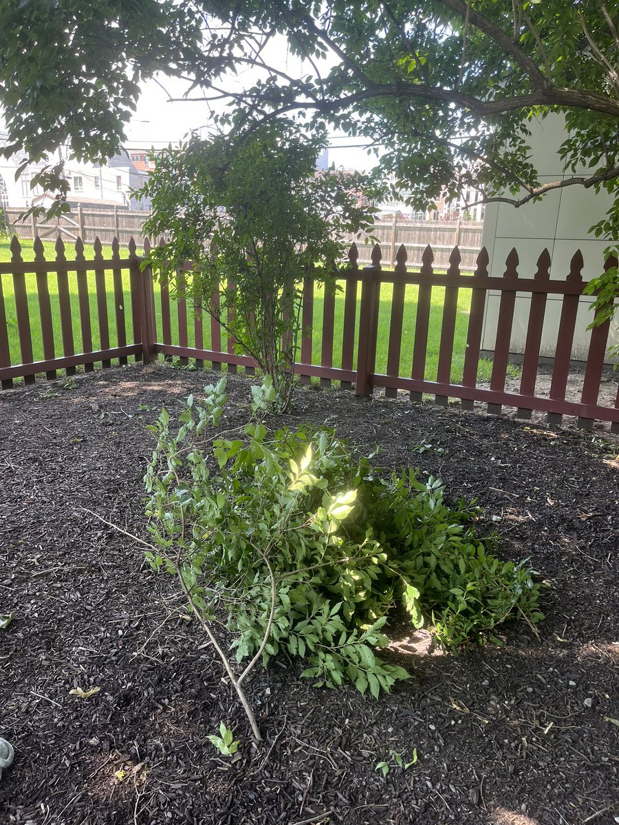 10MinDQ's tweet photo. #SundayThings
Planting, pruning, weeding. The lavender is blooming. Welcome to the family Lucy… hope you love your corner spot in the sun. 🧡
Walk to the pantry for donation and to pick up just a bit of trash. That was a nice surprise. https://t.co/pMtqQdXGVz