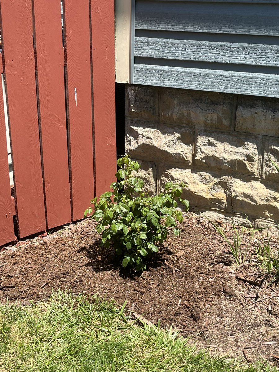 10MinDQ's tweet photo. #SundayThings
Planting, pruning, weeding. The lavender is blooming. Welcome to the family Lucy… hope you love your corner spot in the sun. 🧡
Walk to the pantry for donation and to pick up just a bit of trash. That was a nice surprise. https://t.co/pMtqQdXGVz