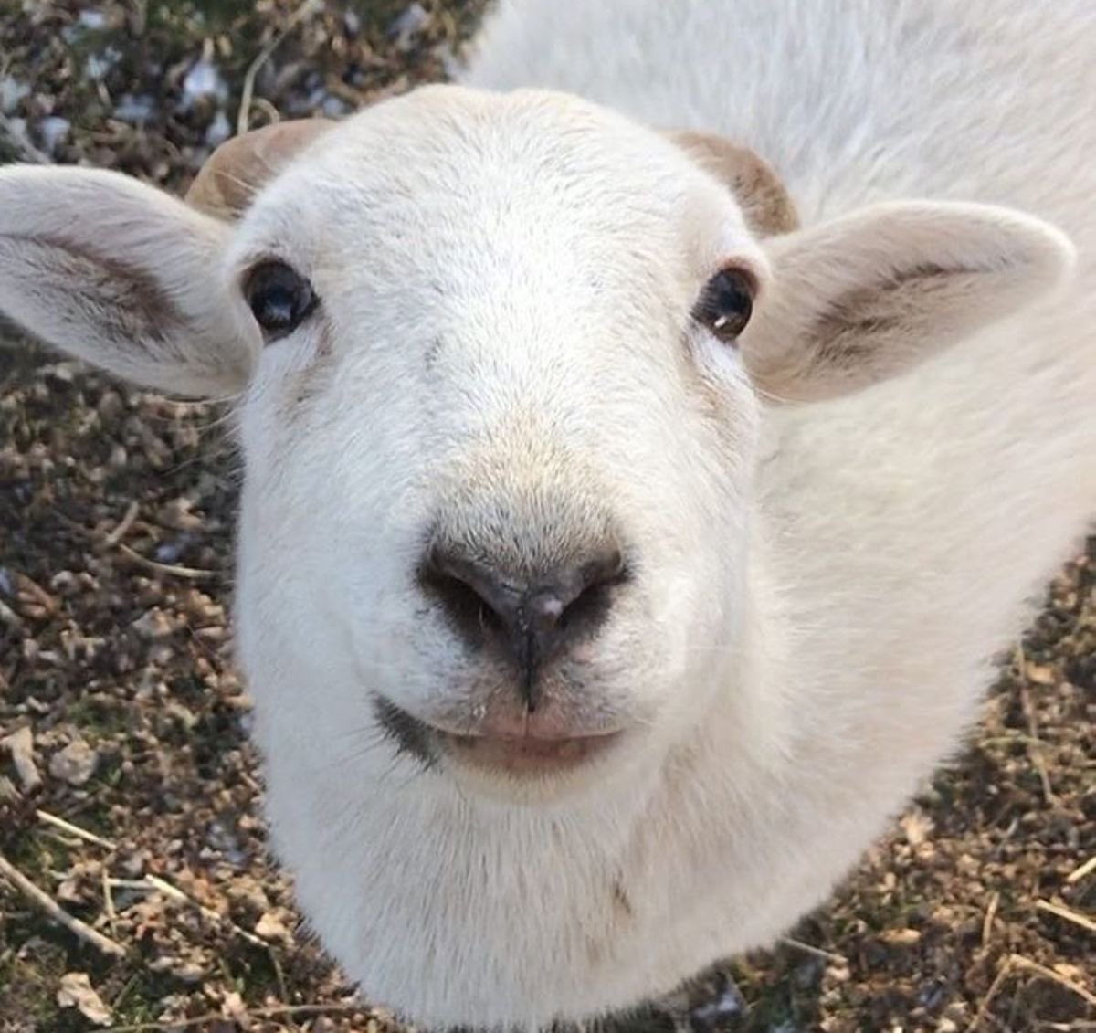 lambning tweet picture