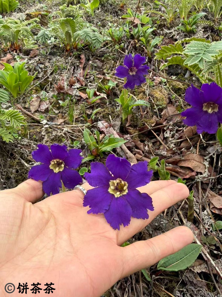 Jungle_KL's tweet photo. Omphalogramma souliei (Primulaceae)
Now, Yunnan https://t.co/FEdQ89noUf