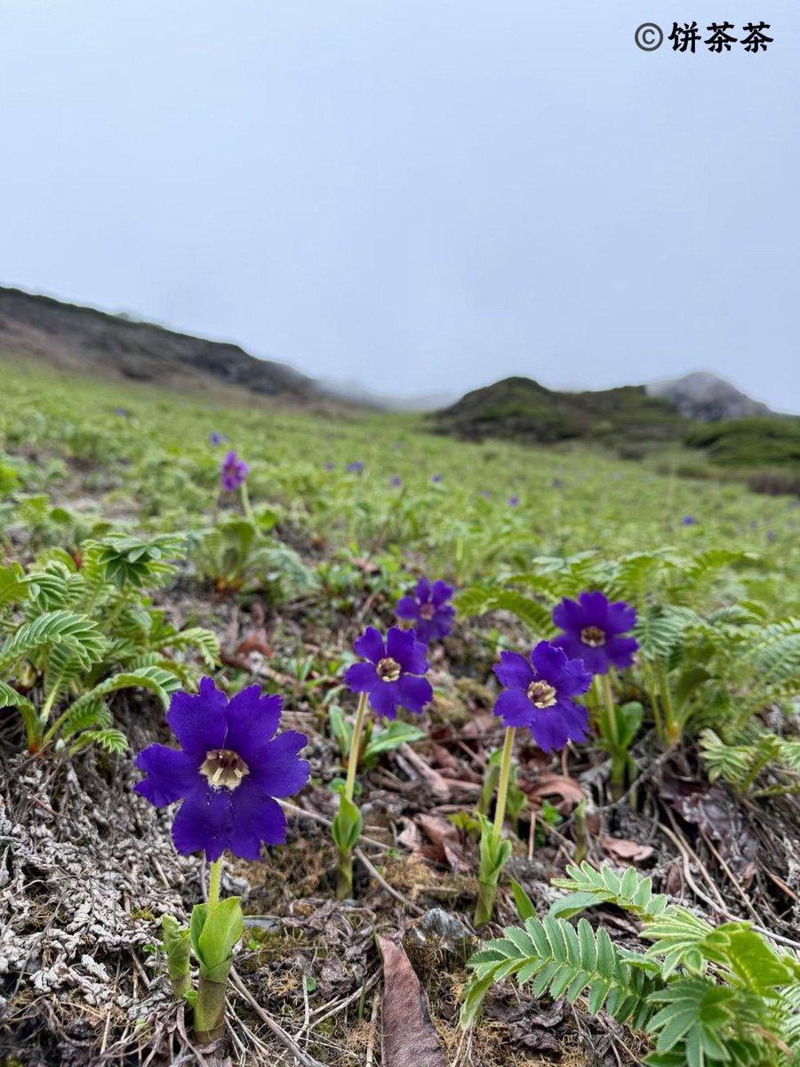 Jungle_KL's tweet photo. Omphalogramma souliei (Primulaceae)
Now, Yunnan https://t.co/FEdQ89noUf