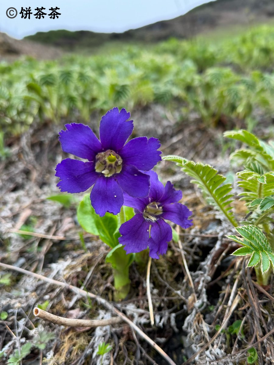 Jungle_KL's tweet photo. Omphalogramma souliei (Primulaceae)
Now, Yunnan https://t.co/FEdQ89noUf