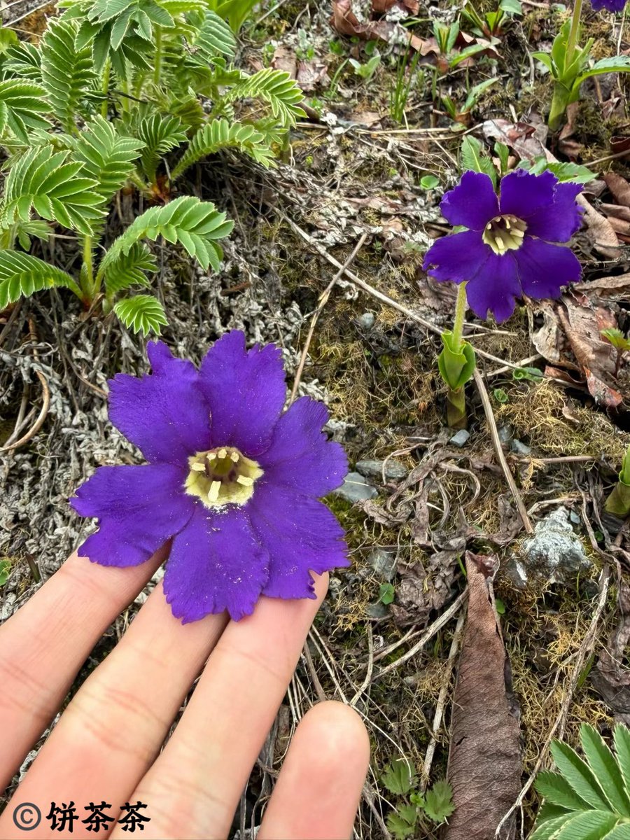 Jungle_KL's tweet photo. Omphalogramma souliei (Primulaceae)
Now, Yunnan https://t.co/FEdQ89noUf
