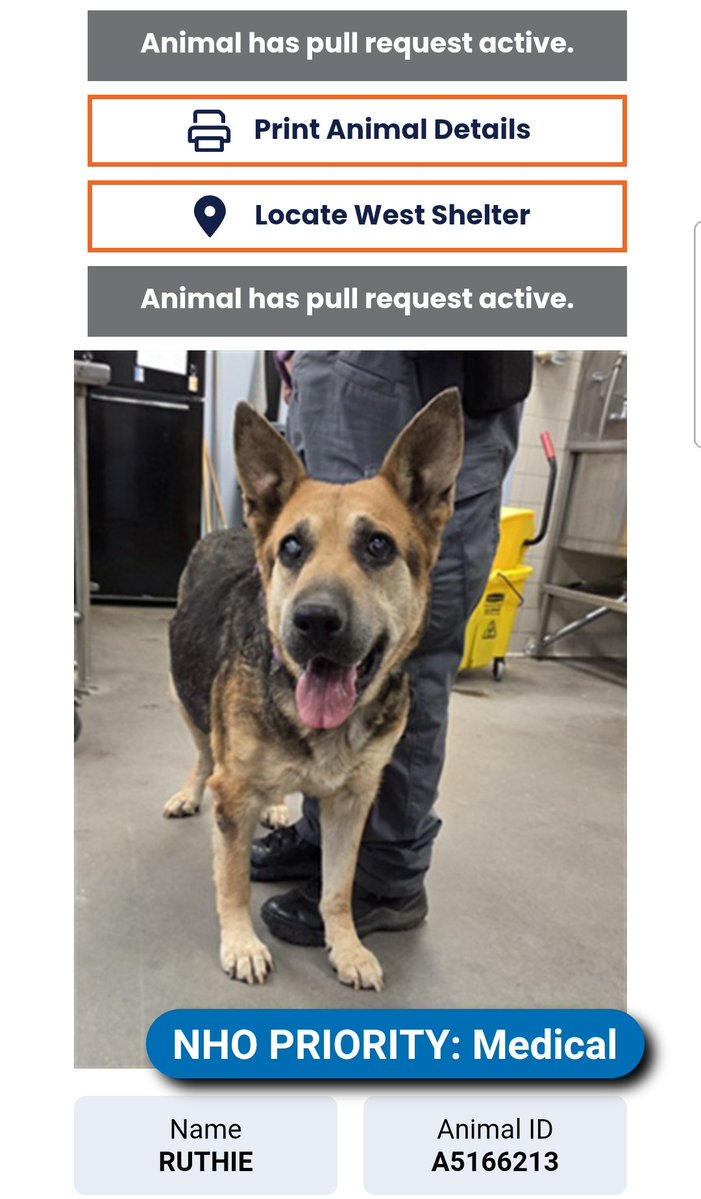 8415_n's tweet photo. Her name is Ruthie.
She's got an active pull request.
Thank you everyone for not giving up on her even though they only gave her & us 3 days.
We're strong together. One day, we'll be so powerful, we'll #SaveThemAll. https://t.co/rGwXe6WTpL