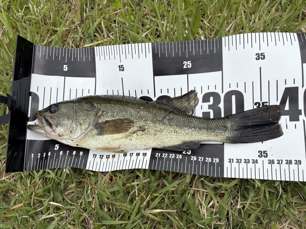 nonboruman's tweet photo. 土日は こなべと2人で いつもの沼を中心に 新しい沼に挑戦して来ました🎣
釣果はまずまず👌 
サイズアップもでき大満足でした🤭37cm記録1cm⤴️

こなべは20cmのブルーギルや 初のトップで食わせに成功と お互い初めて体験もたくさん積めて良かったです！
2人合わせて２０匹くらい釣れ 楽しかったです😊 https://t.co/ukXLlfw2kf