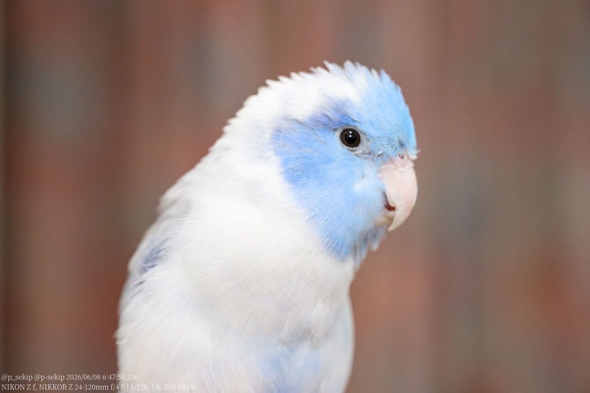 p_sekip's tweet photo. (•ө•)おはよ☁️
如何にも梅雨といった感じの曇り空。
#マメルリハ #インコ #pacificparrotlet #parrotlet https://t.co/Ev3GhyWJyD