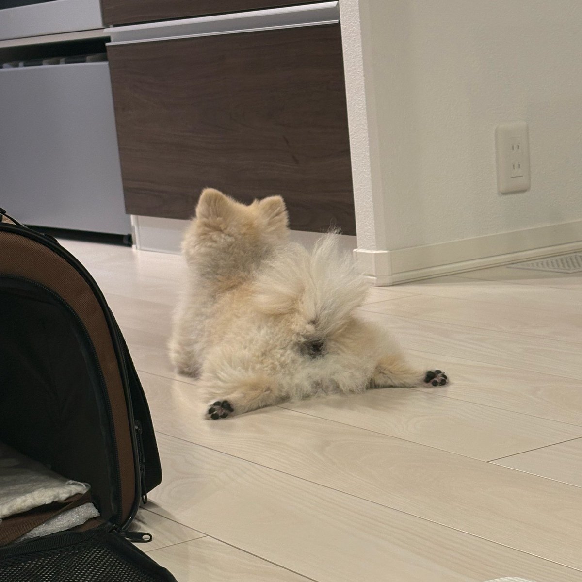 ringoapple73's tweet photo. ごはんを待つオチリ。

🐶「まだかなぁ🎵」

#ゴン太
#ポメラニアン https://t.co/ne05tpgH8w